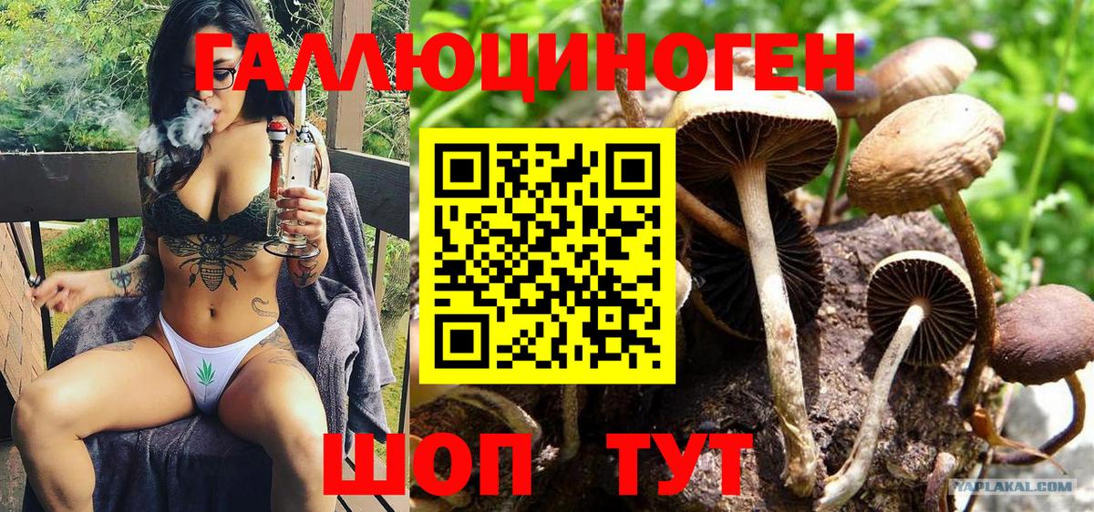 Курчатов  купить наркотики сайты  Вход с VPN  Псилоцибиновые грибы Psilocybe 